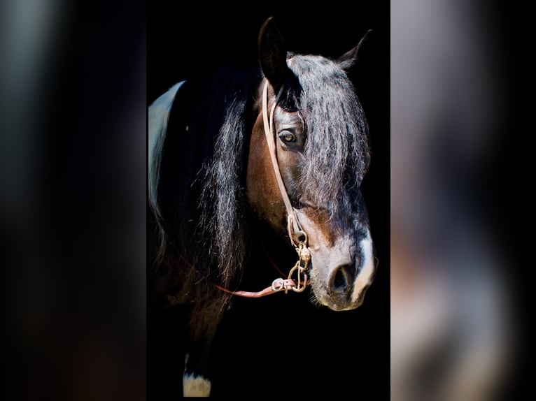 Percheron Gelding 12 years 17,1 hh Tobiano-all-colors in Maysville KY