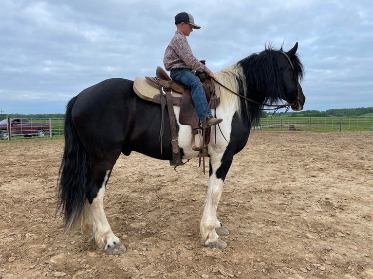 Percheron Gelding 12 years 17,1 hh Tobiano-all-colors in Maysville KY