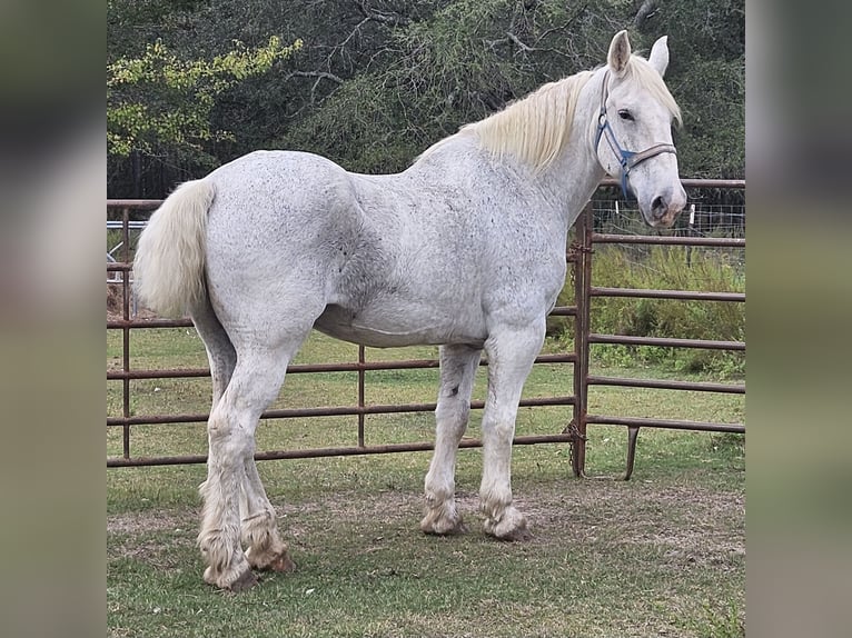 Percheron Gelding 12 years 17,1 hh Grey-Fleabitten in Picayunepicayune
