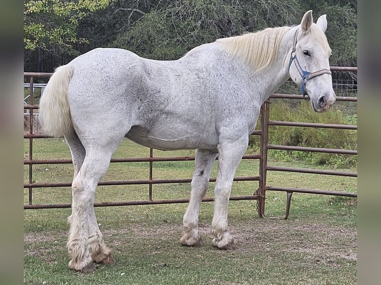 Percheron Gelding 12 years 17,1 hh Grey-Fleabitten in Picayunepicayune