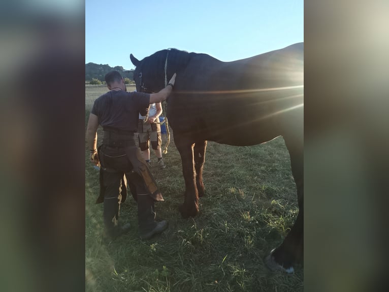 Percheron Gelding 12 years 17,2 hh Black in Kirf