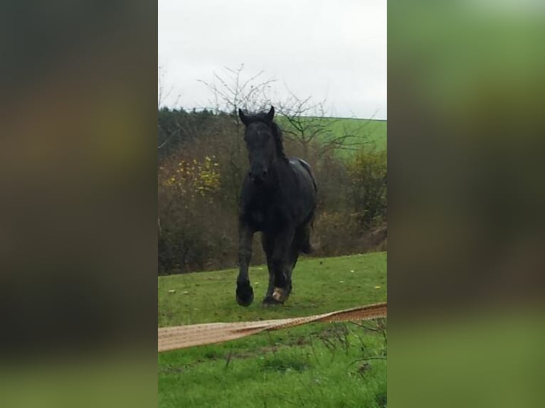 Percheron Gelding 12 years 17,2 hh Black in Kirf
