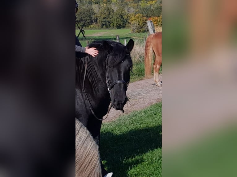 Percheron Gelding 12 years 17,2 hh Black in Kirf