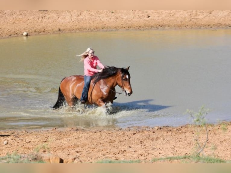 Percheron Gelding 13 years 15,1 hh Grullo in Mount Vernon KY