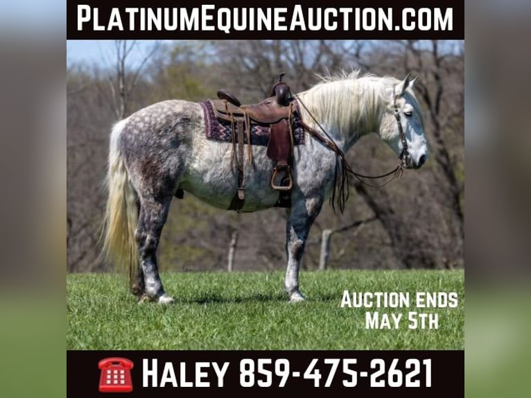 Percheron Gelding 14 years 17 hh Gray-Dapple in Ewing KY