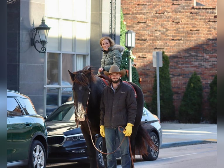 Percheron Gelding 14 years 18,2 hh Black in Brooksville KY