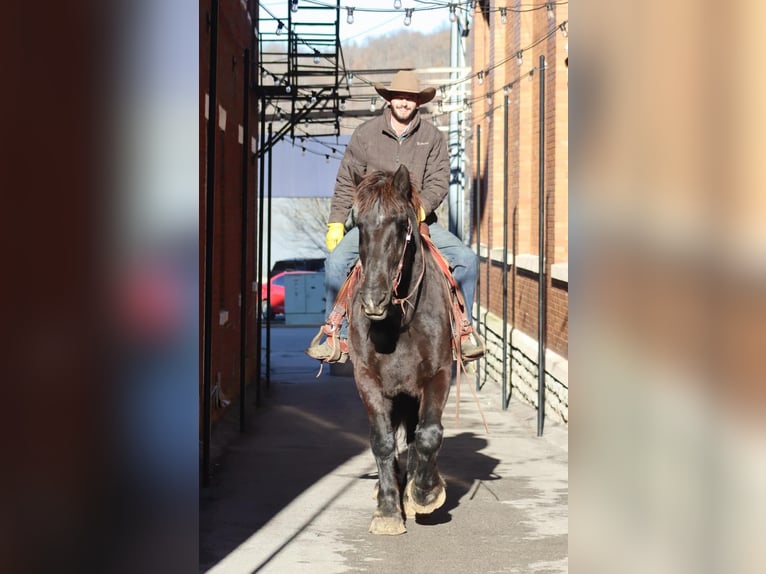 Percheron Gelding 14 years Black in Brooksville Ky