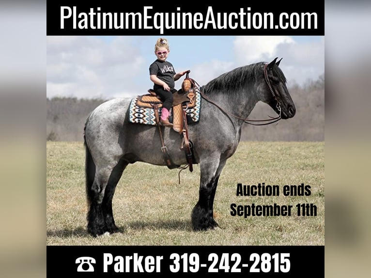 Percheron Gelding 15 years 16,1 hh Roan-Blue in Brodhead KY