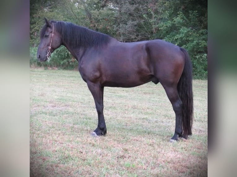 Percheron Gelding 15 years 17 hh Black in Effingham IL