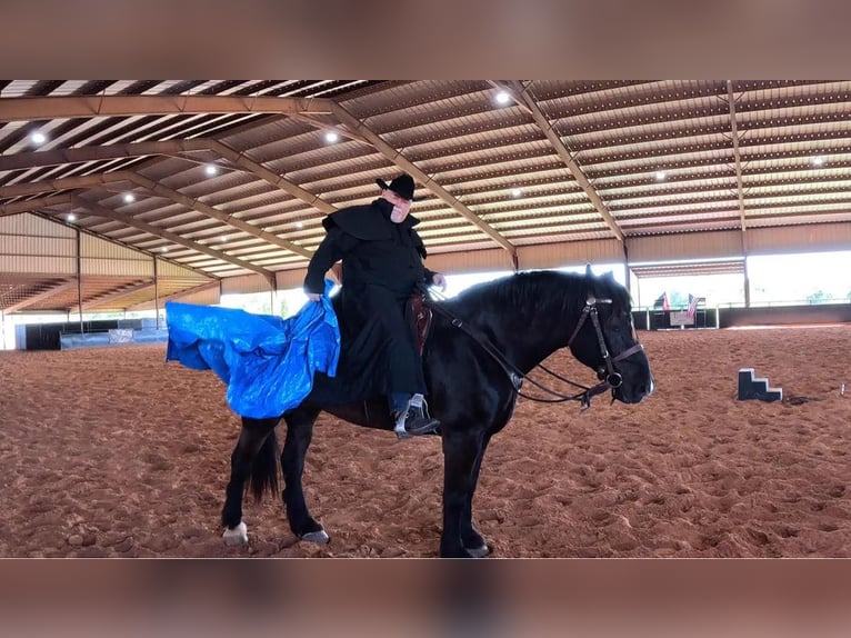 Percheron Gelding 15 years 18 hh Black in MOntgomery TX