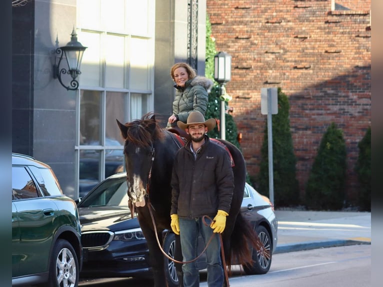 Percheron Gelding 15 years 18,2 hh in Brooksville KY