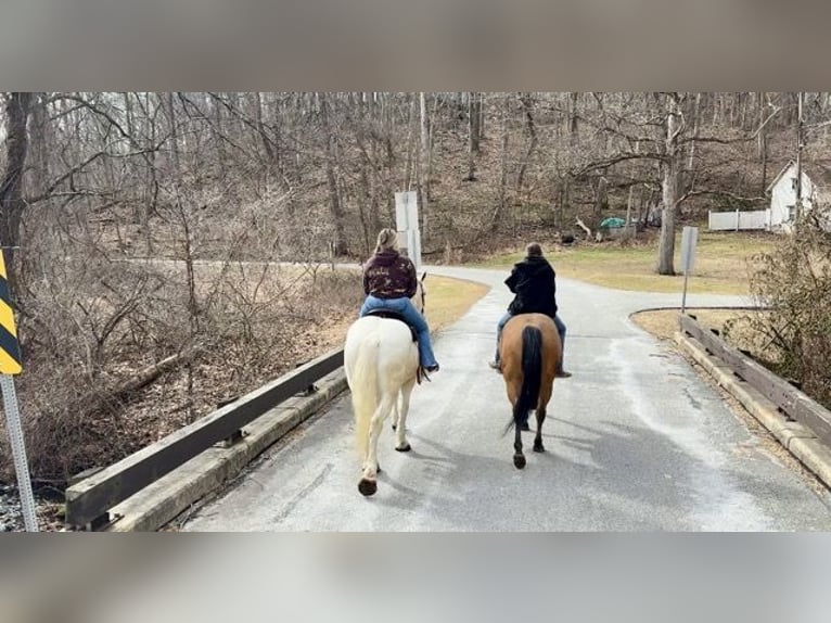 Percheron Mix Gelding 16 years 16 hh Gray in Narvon