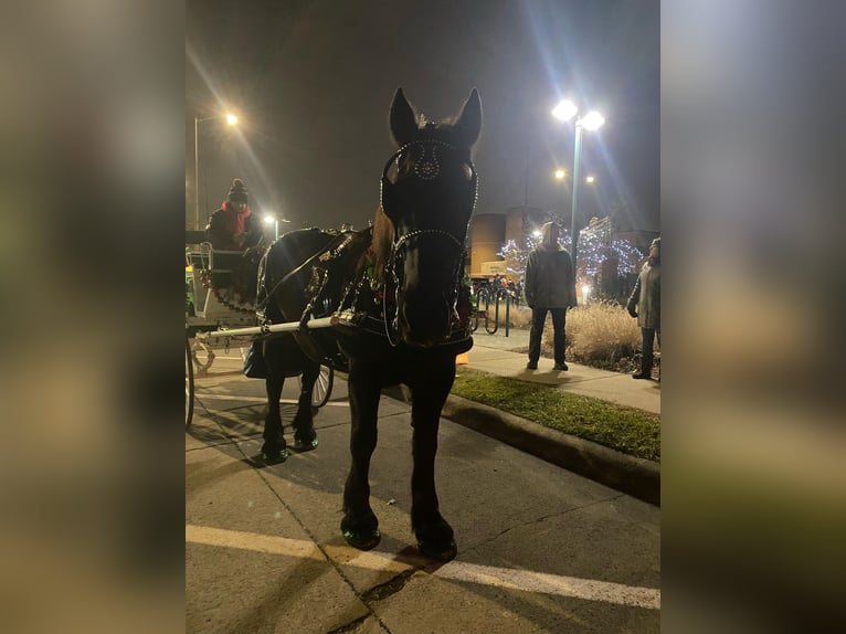 Percheron Gelding 16 years 17,2 hh Black in Highland MI