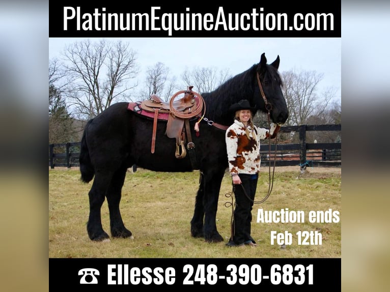 Percheron Gelding 16 years 17,2 hh Black in Highland MI