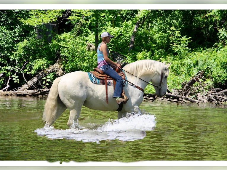 Percheron Gelding 16 years 17 hh Gray in Highland MI