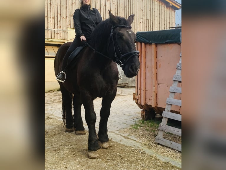 Percheron Gelding 16 years 18 hh Black in Baden-Baden