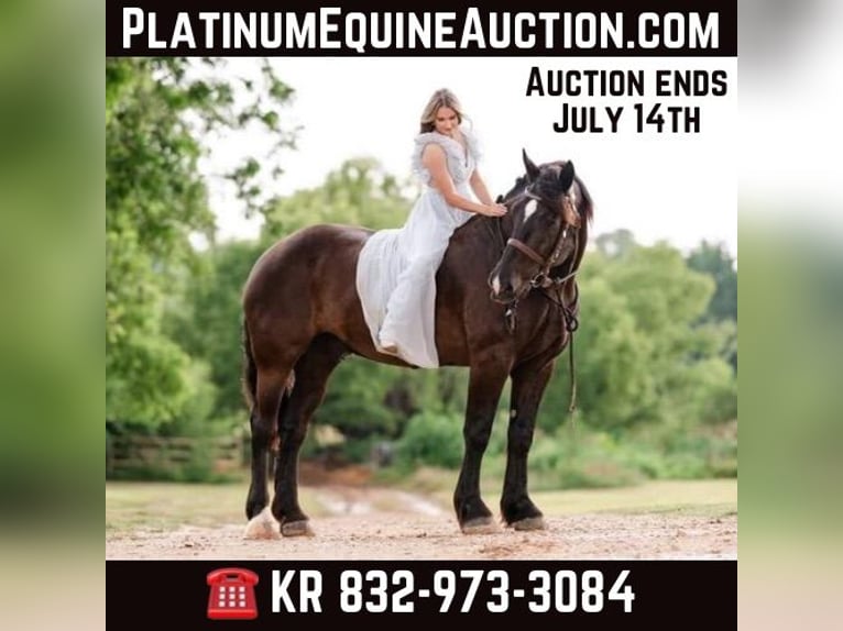 Percheron Gelding 16 years 18 hh Black in MOntgomery TX