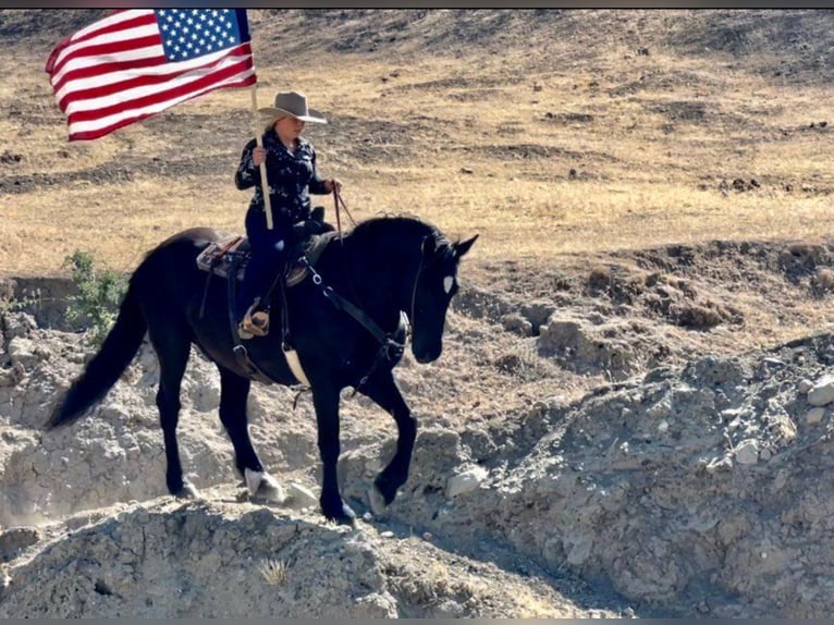 Percheron Gelding 16 years Black in Bitterwater CA