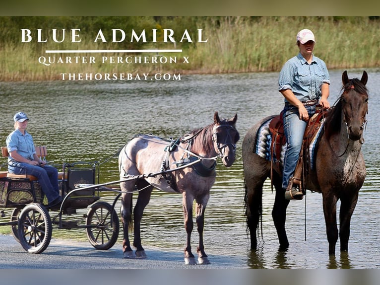 Percheron Mix Gelding 3 years 15,1 hh Roan-Blue in Hesperia, MI