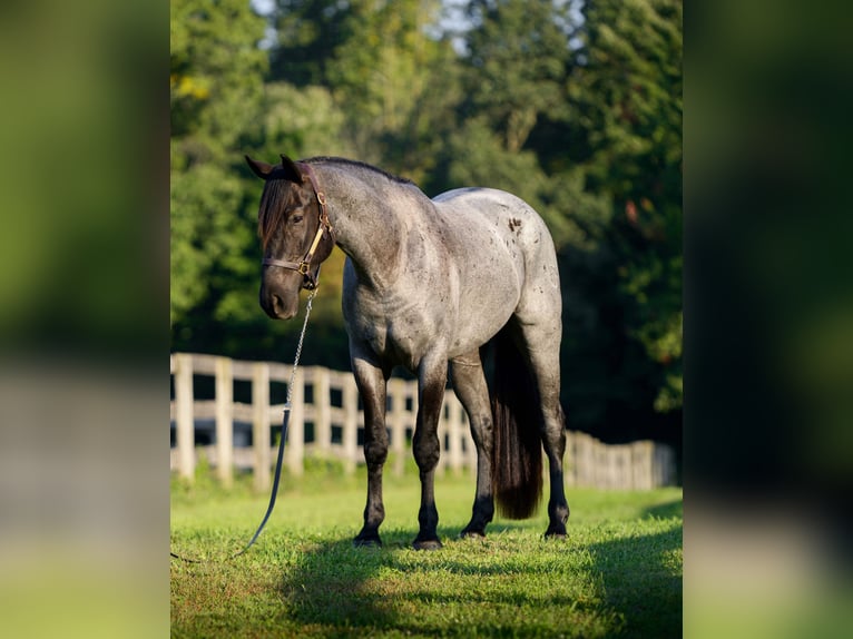 Percheron Mix Gelding 3 years 16 hh Roan-Blue in New Holland