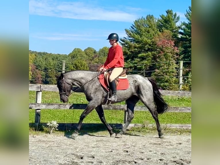 Percheron Mix Gelding 3 years 16 hh Roan-Blue in New Holland