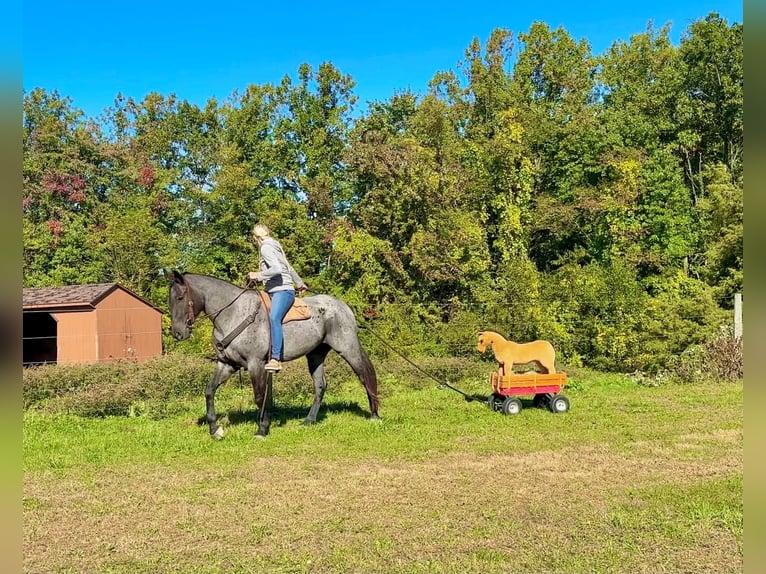 Percheron Mix Gelding 3 years 16 hh Roan-Blue in New Holland