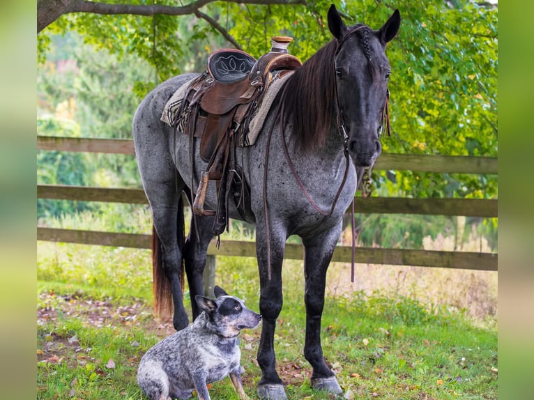 Percheron Mix Gelding 3 years 16 hh Roan-Blue in New Holland