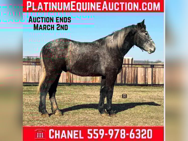 Percheron Gelding 3 years 16,3 hh Grey-Dapple in Jackboro TX