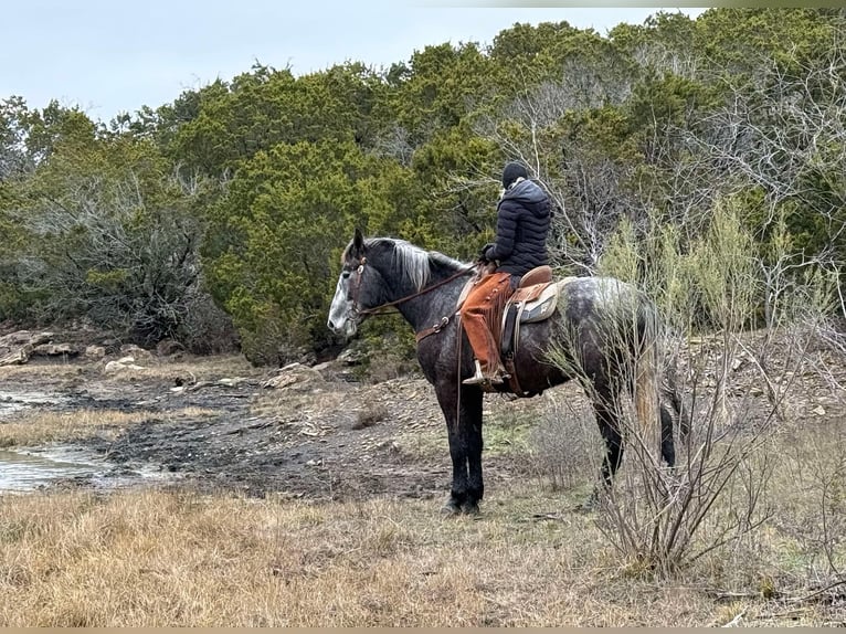Percheron Gelding 3 years 16,3 hh Grey-Dapple in Jackboro TX