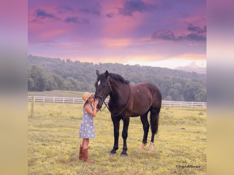 Percheron Mix Gelding 3 years 17 hh Black in Narvon, PA