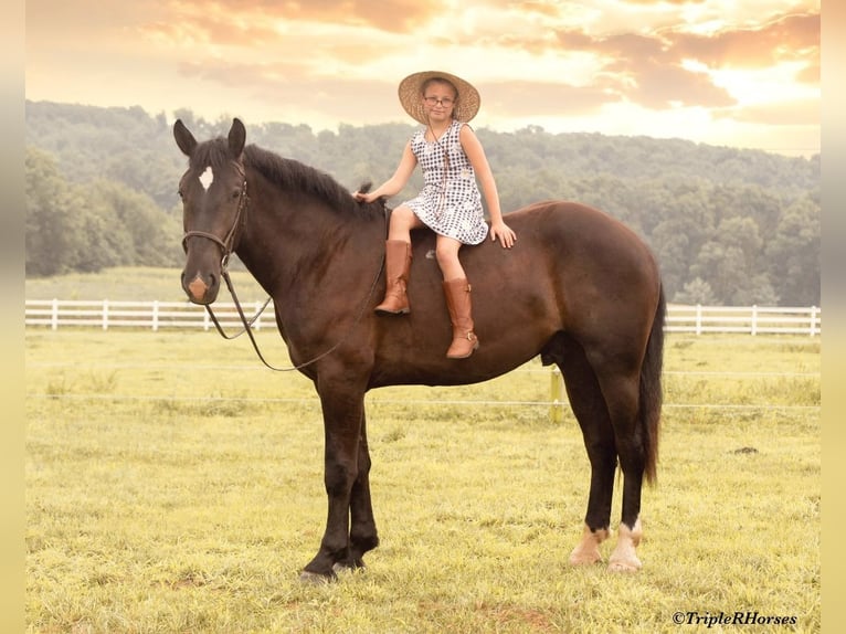 Percheron Mix Gelding 3 years 17 hh Black in Narvon, PA