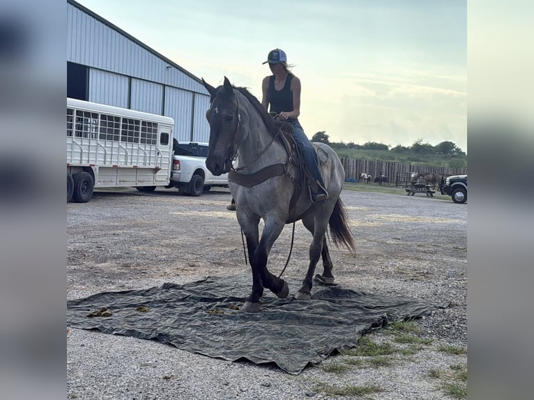 Percheron Gelding 3 years 17,1 hh Roan-Blue in Jacksboro