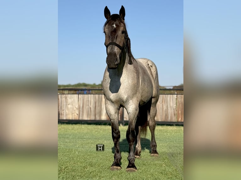 Percheron Gelding 3 years 17,1 hh Roan-Blue in Jacksboro