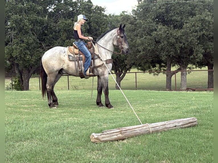 Percheron Gelding 3 years 17,1 hh Roan-Blue in Jacksboro