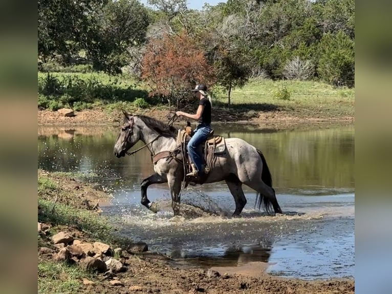 Percheron Gelding 3 years 17,1 hh Roan-Blue in Jacksboro