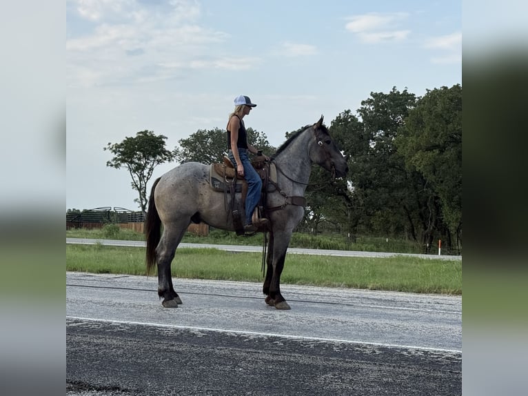 Percheron Gelding 3 years 17,1 hh Roan-Blue in Jacksboro