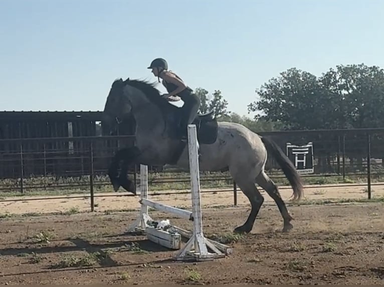 Percheron Gelding 3 years 17,1 hh Roan-Blue in Jacksboro