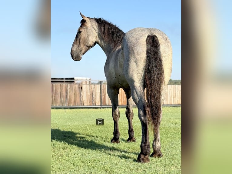 Percheron Gelding 3 years 17,1 hh Roan-Blue in Jacksboro