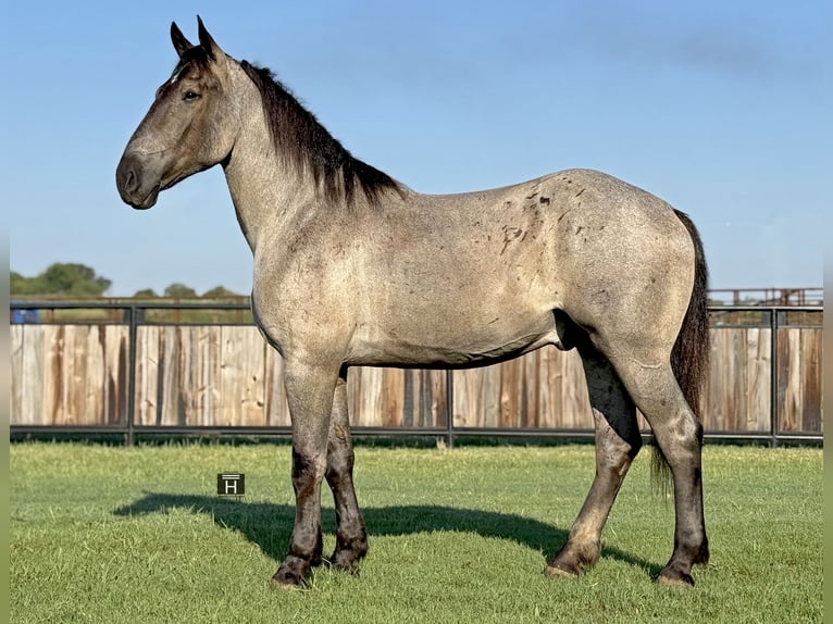 Percheron Gelding 3 years 17,1 hh Roan-Blue in Jacksboro