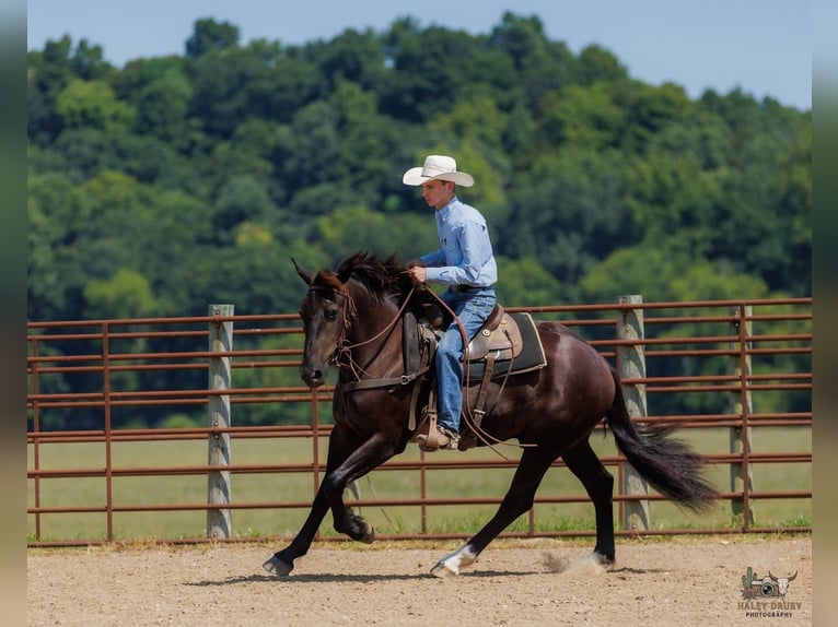 Percheron Mix Gelding 3 years Black in Auburn