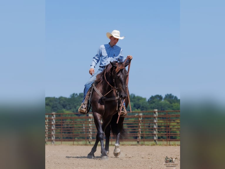 Percheron Mix Gelding 3 years Black in Auburn