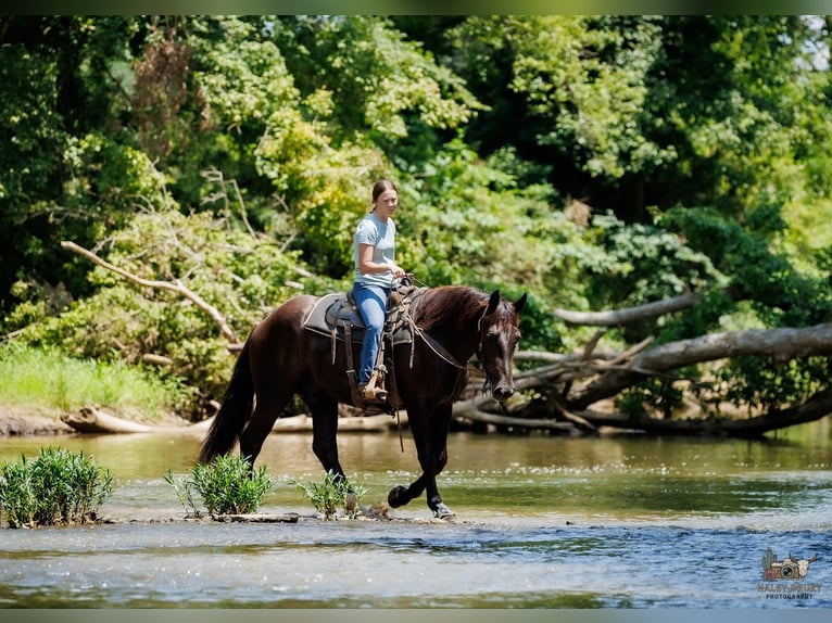 Percheron Mix Gelding 3 years Black in Auburn