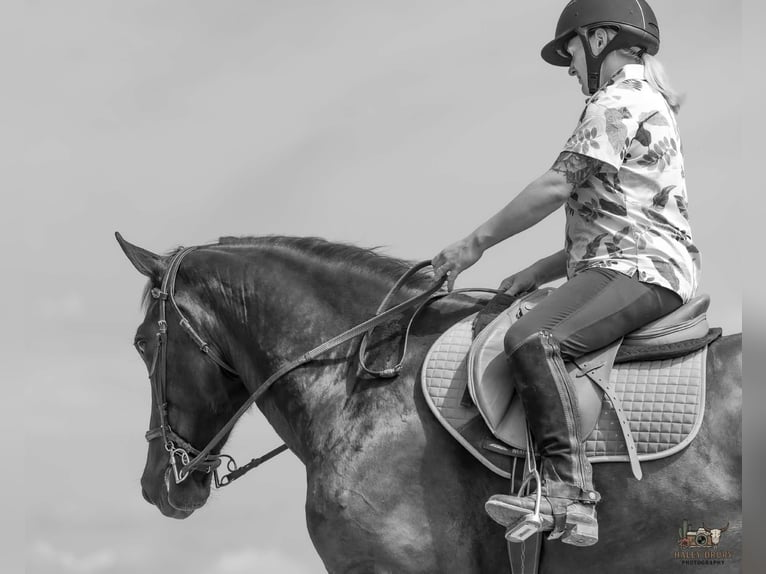 Percheron Mix Gelding 3 years Black in Auburn