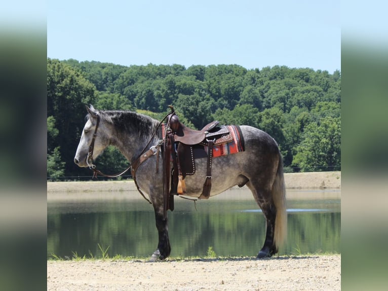 Percheron Mix Gelding 4 years 14 hh Grey in Dodgeville