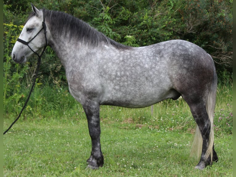 Percheron Mix Gelding 4 years 14 hh Grey in Dodgeville