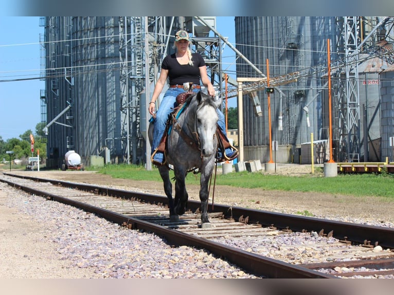 Percheron Mix Gelding 4 years 14 hh Grey in Dodgeville