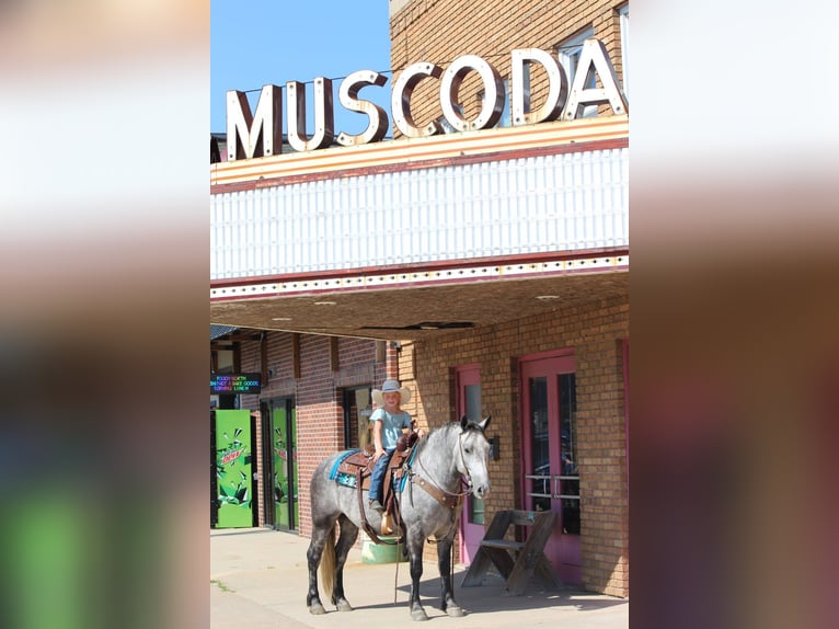 Percheron Mix Gelding 4 years 14 hh Grey in Dodgeville