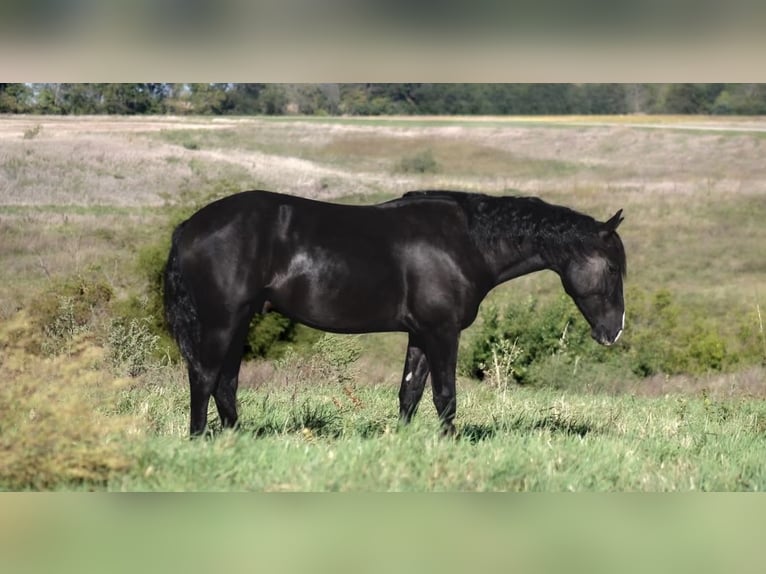 Percheron Mix Gelding 4 years 14,3 hh Black in Plano