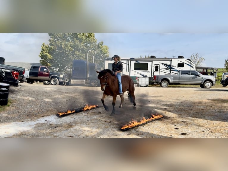 Percheron Mix Gelding 4 years 15,2 hh Bay in Gap, PA
