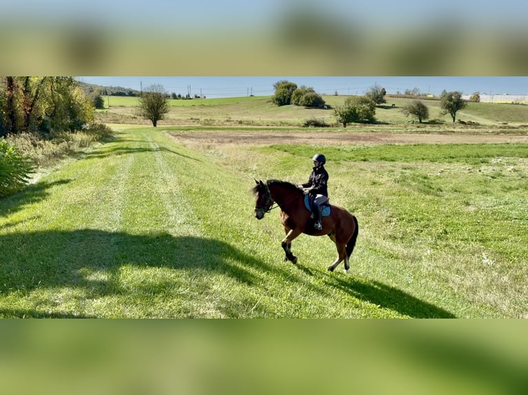 Percheron Mix Gelding 4 years 15,2 hh Bay in Gap, PA